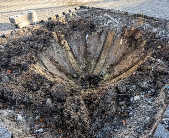 06_Baumverpflanzung-BWZ-2023_ChristianaKunz