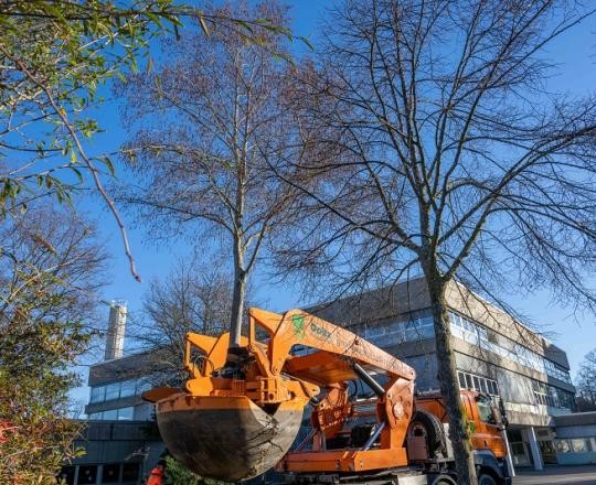 07_Baumverpflanzung-BWZ-2023_ChristianaKunz