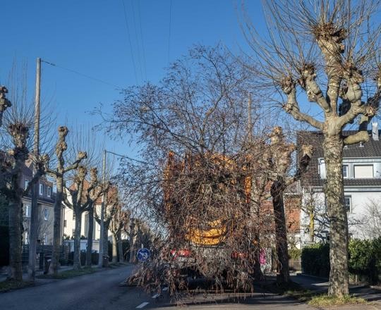 09_Baumverpflanzung-BWZ-2023_ChristianaKunz