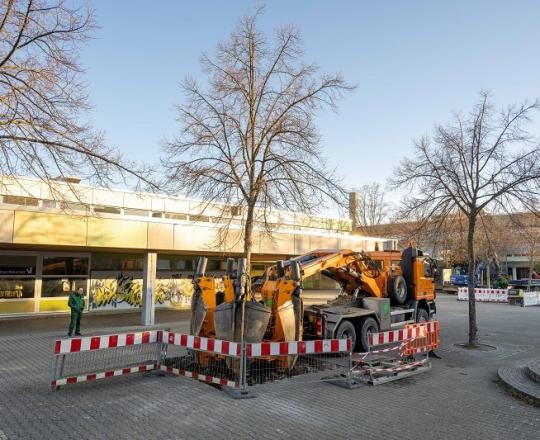 02_Baumverpflanzung-BWZ-2023_ChristianaKunz