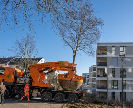 10_Baumverpflanzung-BWZ-2023_ChristianaKunz