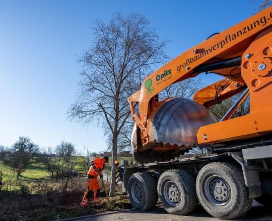 11_Baumverpflanzung-BWZ-2023_ChristianaKunz