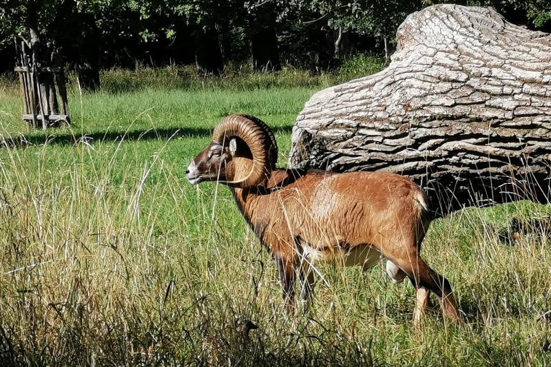 Ein Mufflon mit Hörnern im hohen Gras, im Hintergrund sieht man einen umgestürzten Baumstamm.