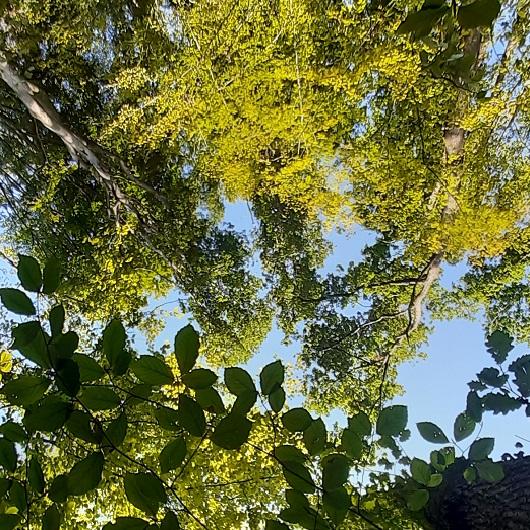Wald und Immel