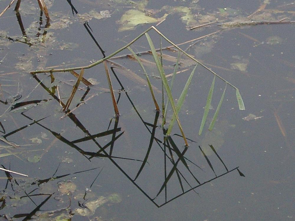Wassergräser mit Spiegelung an der Wasseraberfläche Wassergräser mit Spiegelung an der Wasseraberfläche