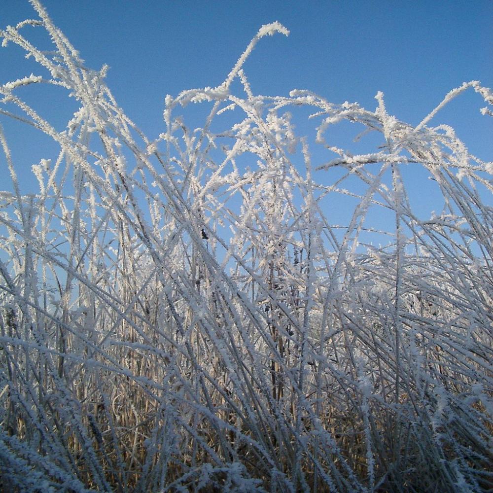 Gräser bedeckt mit Frost und Eis vor blauem Winterhimmel Gräser bedeckt mit Frost und Eis vor blauem Winterhimmel