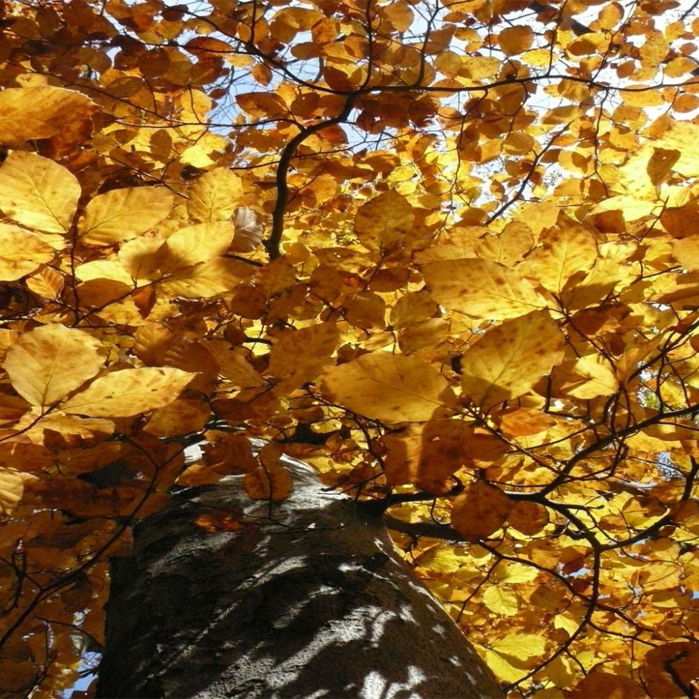 bunte Herbstblätter bunte Herbstblätter