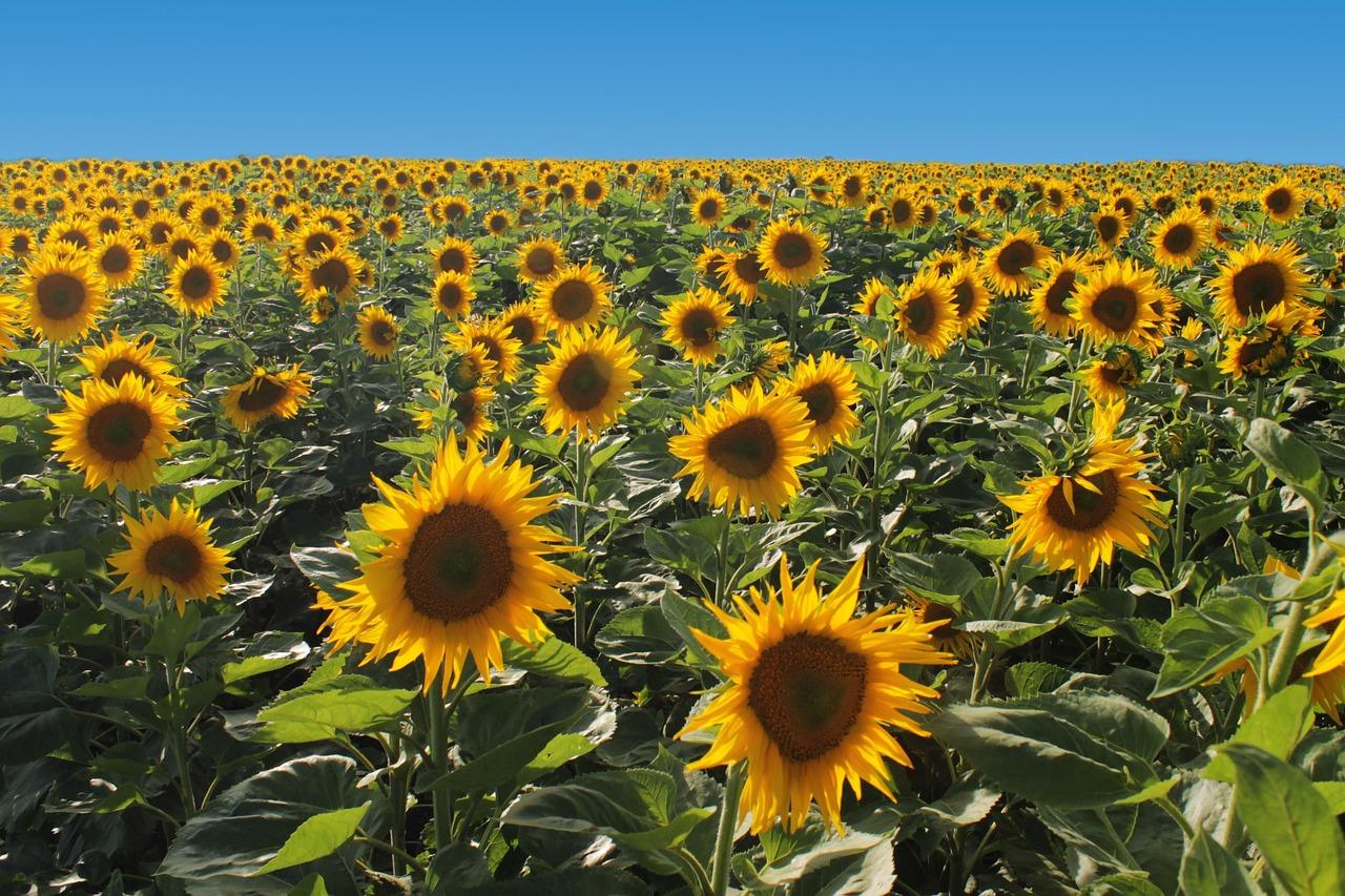 Auffangen. Informieren – Begleiten – Frauenselbsthilfe Krebs e. V.