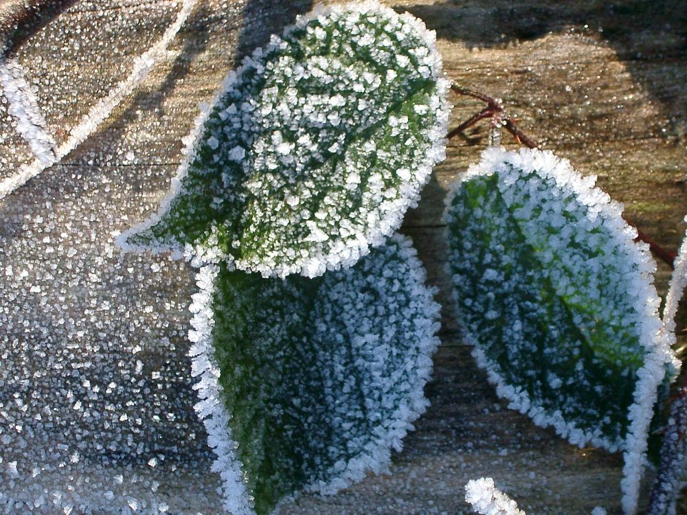 Blätter mit Frost