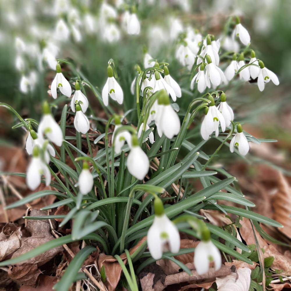 Schneeglöckchen