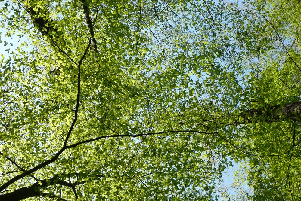 Baumkronen vor blauem Himmel
