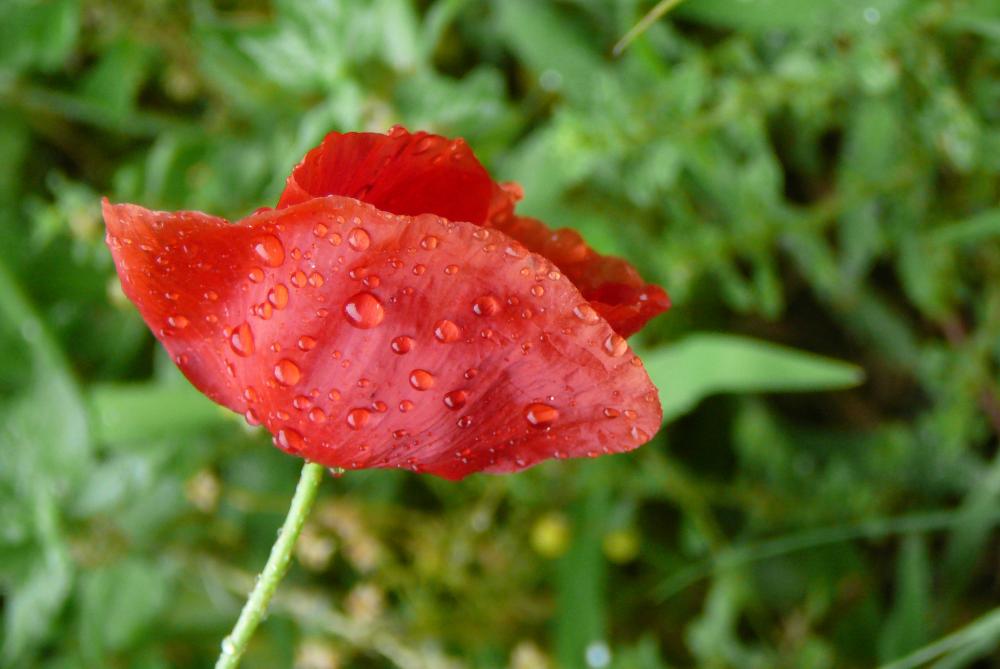 Rote Mohnblüte