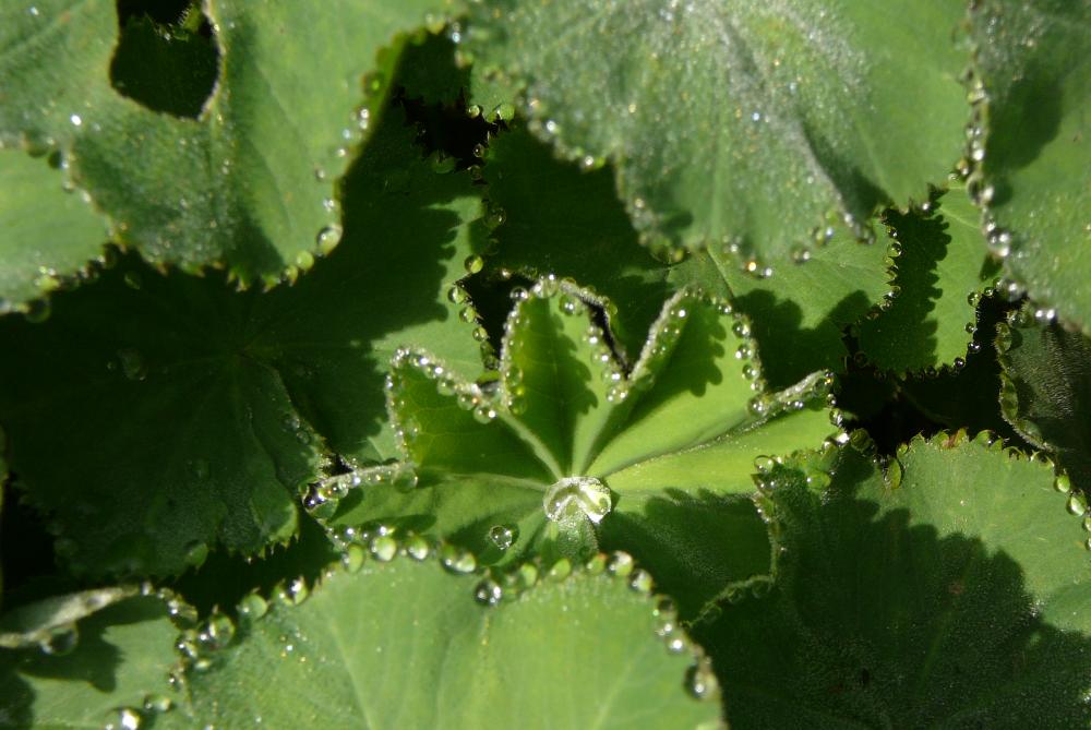 Blätter vom Frauenmantel