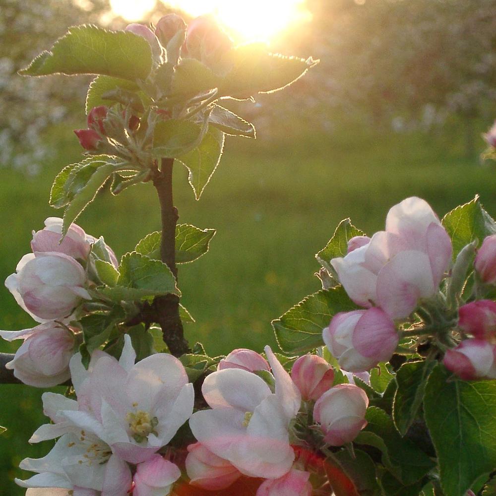 Apfelblüten am Zweig