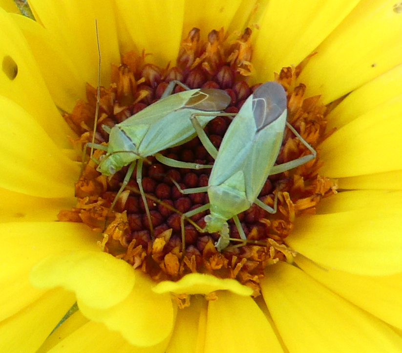 Zwei Weichwanzennymphen auf Blüte