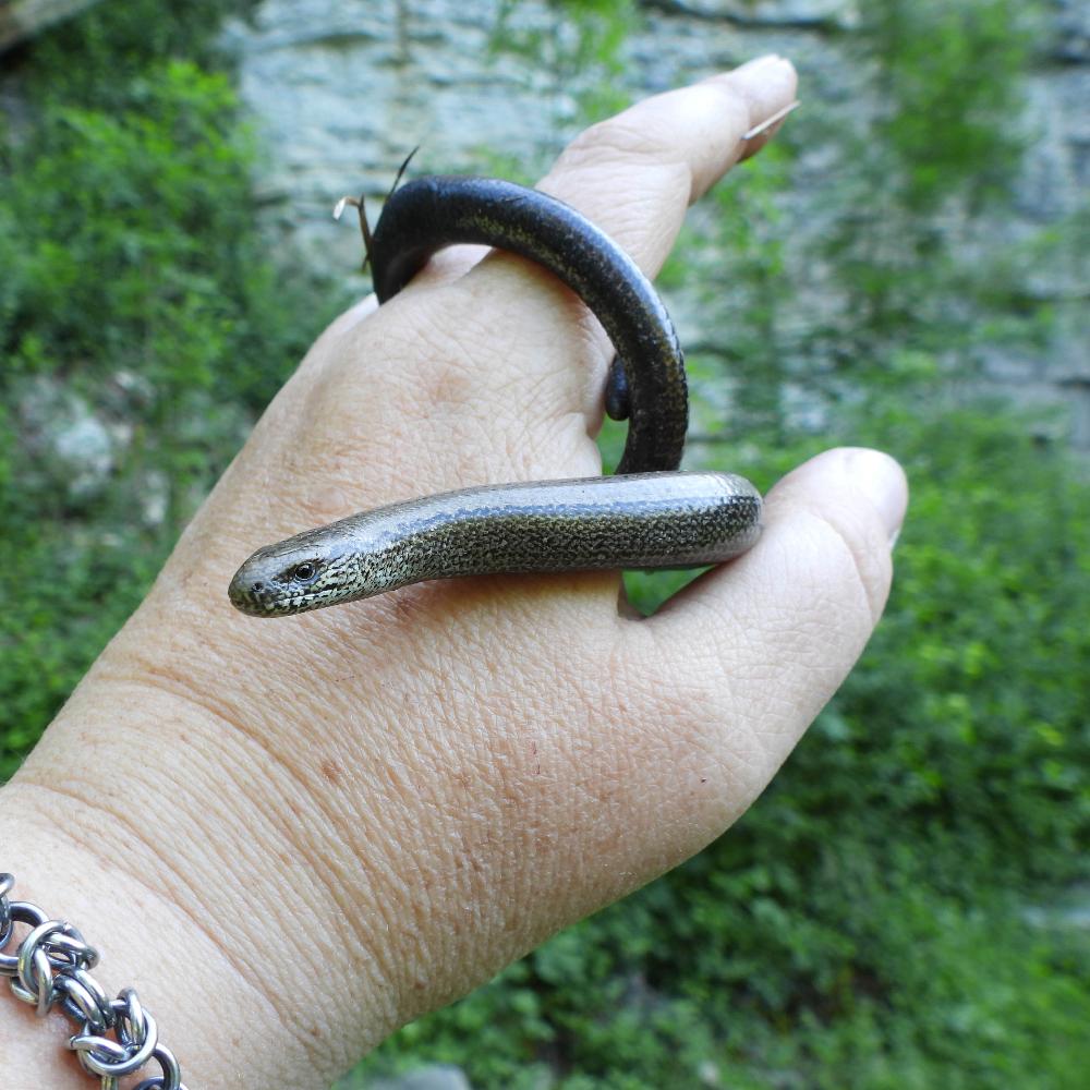 Blindschleiche um eine Hand gewickelt
