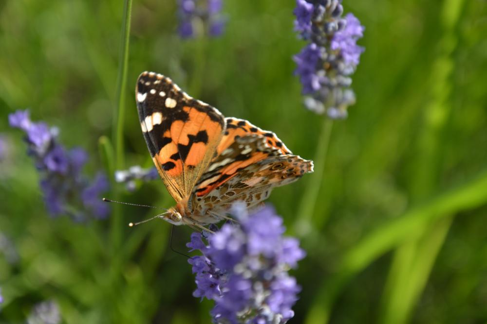 Schmetterling auf Blüte