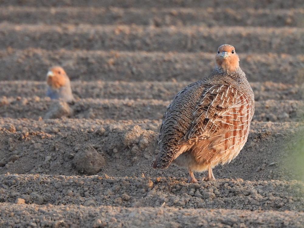 Rebhühner auf einem Feld