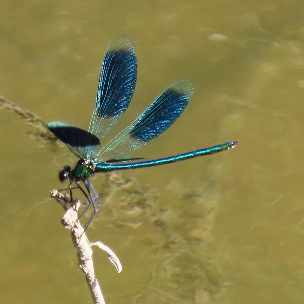 Libelle im Nackarbiotop Zugwiesen