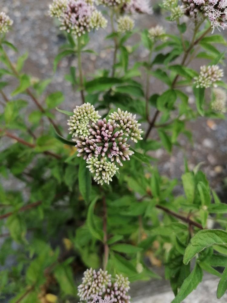 Heilpflanzenführung