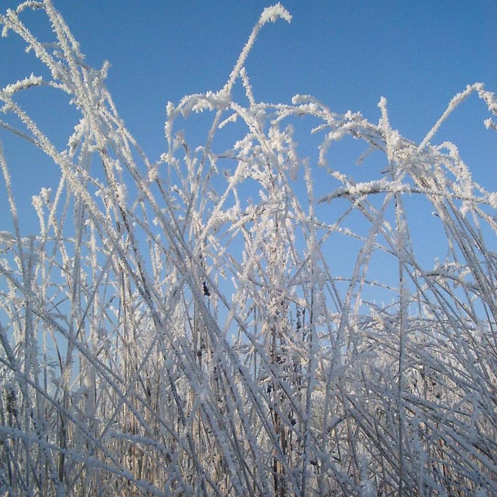 Mit Eis überzogene Grashalme vor blauem Himmel