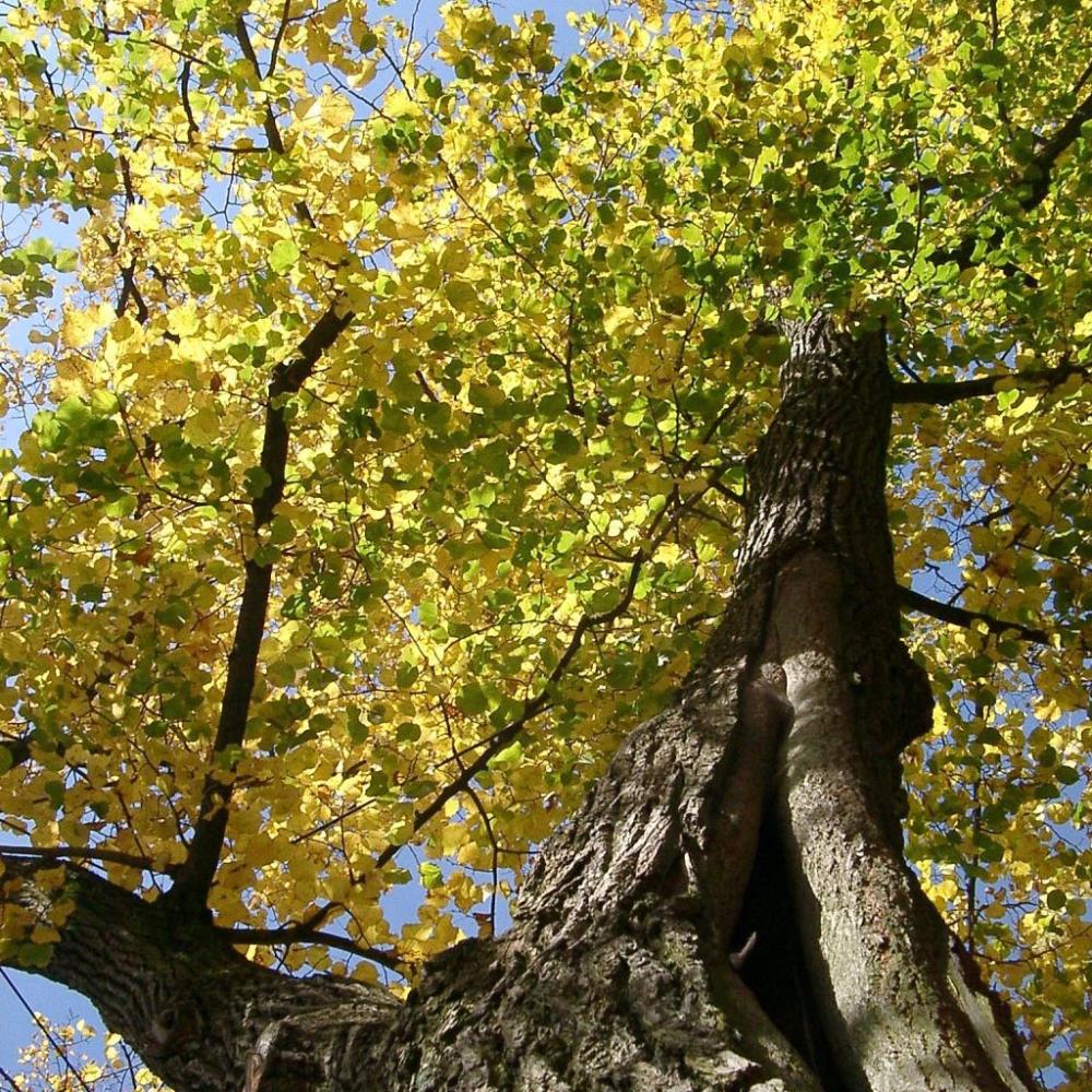 Herbstliche Baumkrone