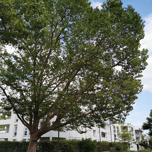 Großer Baum in einem Ludwigsburger Wohngebiet
