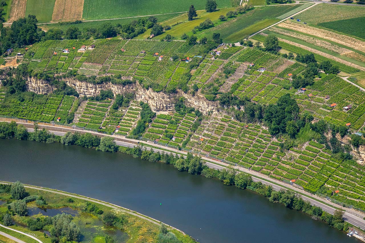 Neckar mit Weinanbau in Steillagen
