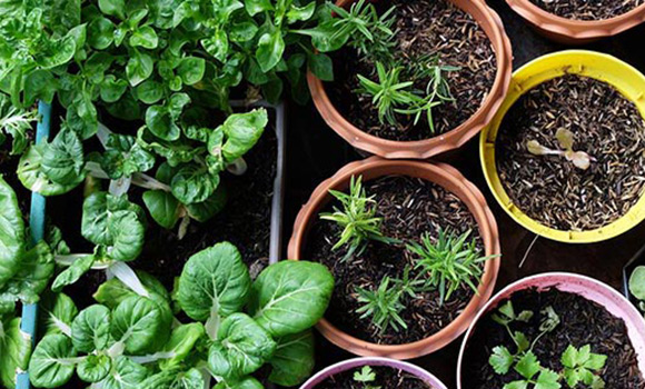 Mehrere kleine Blumentöpfe mit Setzlingen.