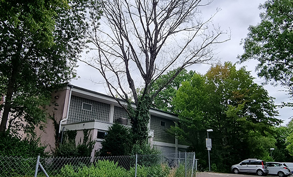 Vor einem Gebäude steht ein Baum ohne Blätter.