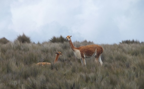 Alpakas im Umland von Ambato