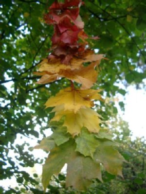 bunt gefärbte Herbstblätter
