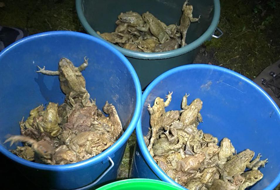 eingesammelte Kröten in Eimern