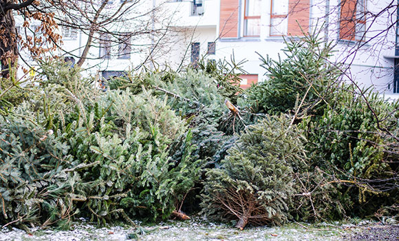 Mehrere Weihnachtsbäume liegen an einem Sammelplatz im Wohngebiet.