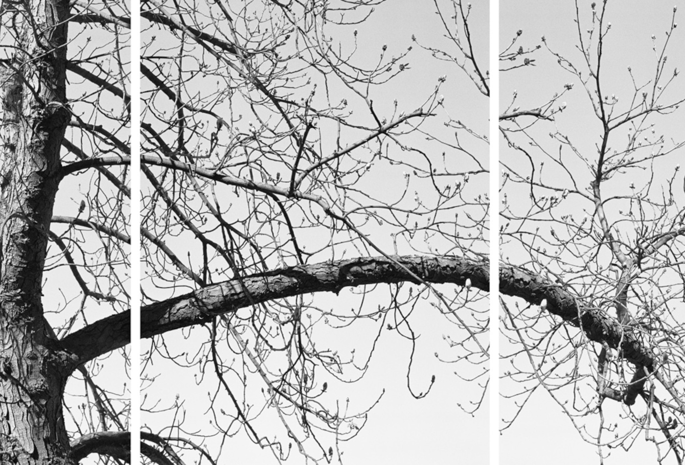 Die schwarz-weiß Fotografie ist zweigeteilt und zeigt einen blühenden Baum.