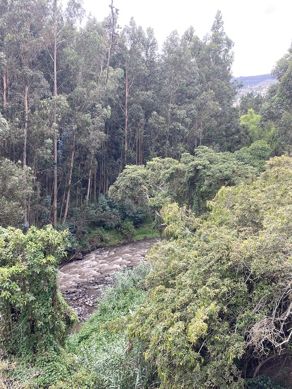 Blick in den Wald von Ambato