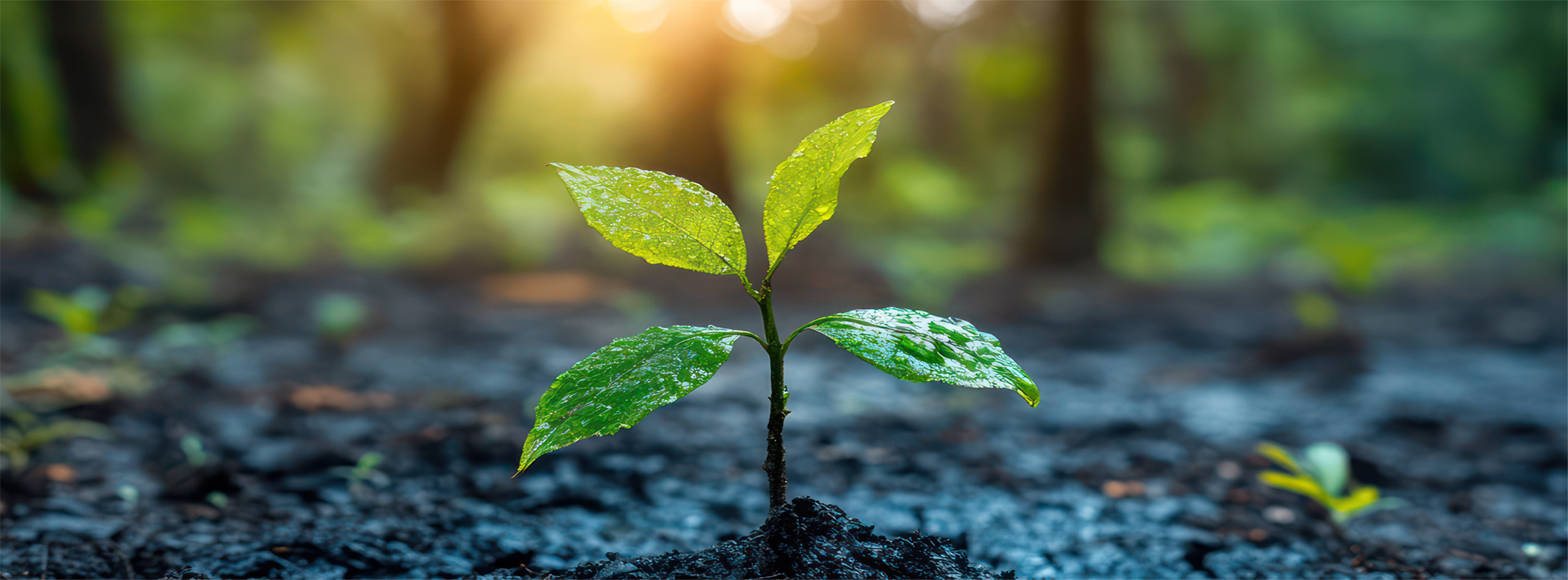 Illustrationen zum fairen Handel