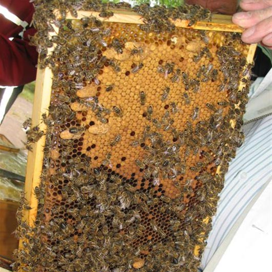 Bienen in der Waabe