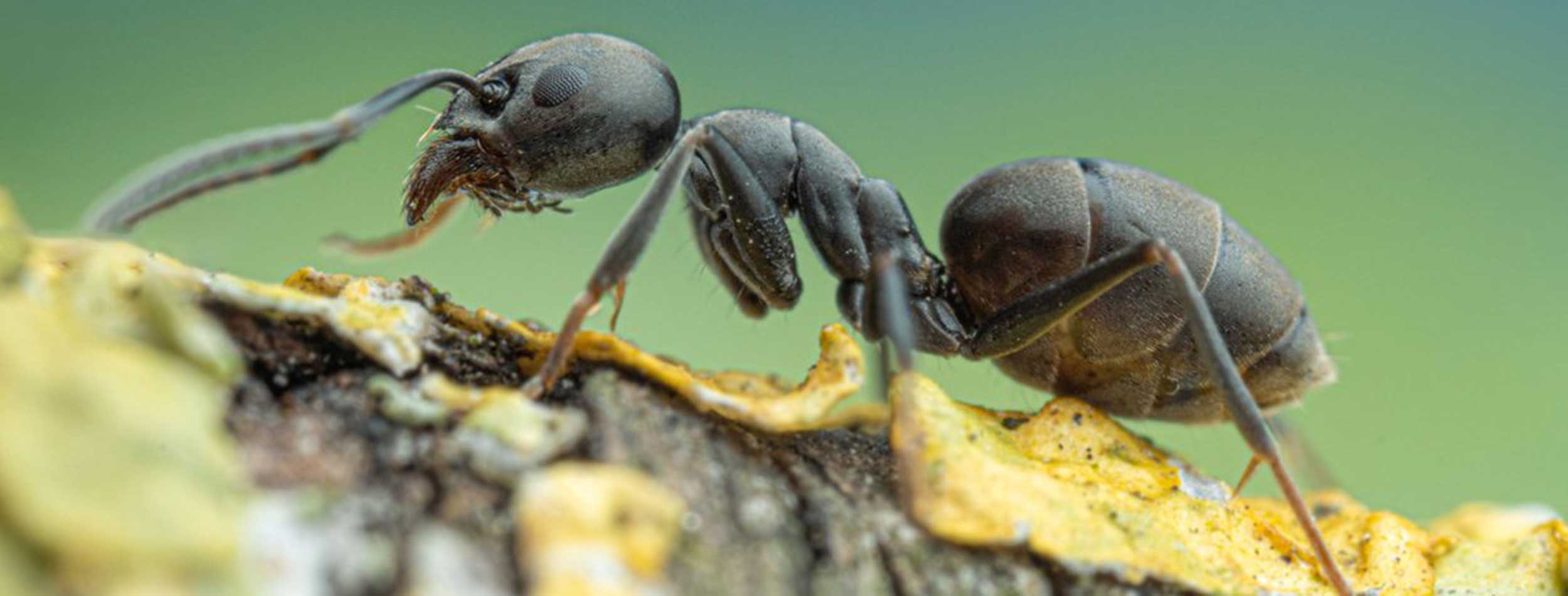 Große Drüsenameise - Tapinoma magnum