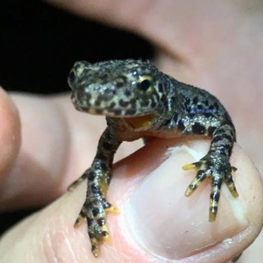 Fingernagelgroßer Frosch