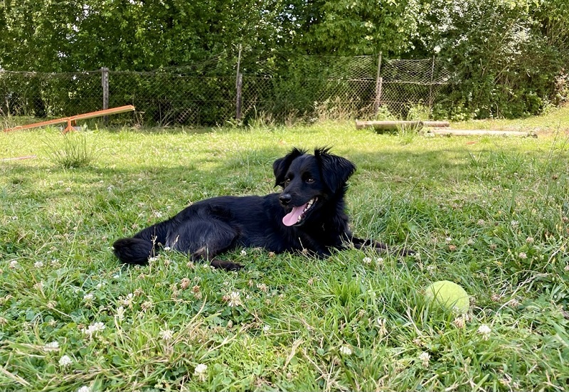 Schwarzer Hund liegt im Gras neben einem Ball und schaut sich um
