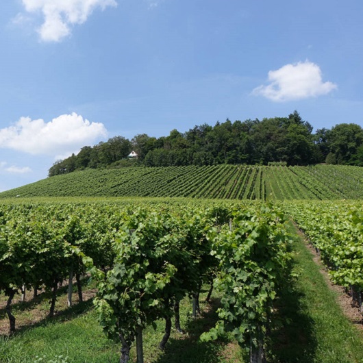 Weinberg