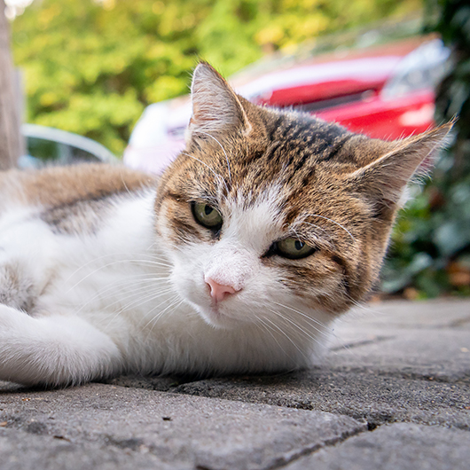 Katze