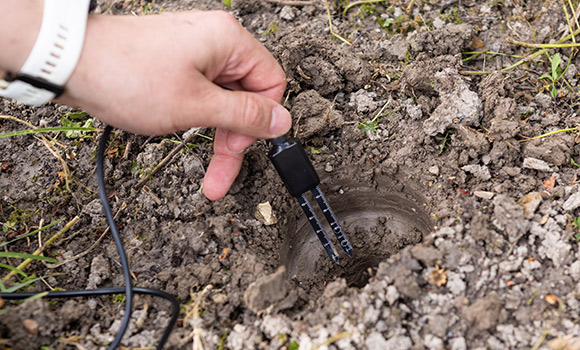 Hand steckt Sensor in den Erdboden.