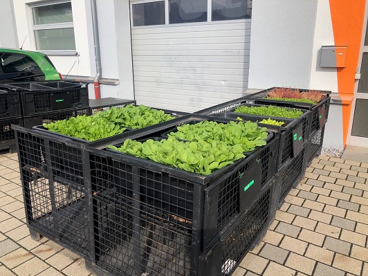 Salatpfllanzen in Gitterboxen vor der Firma pulsmacher