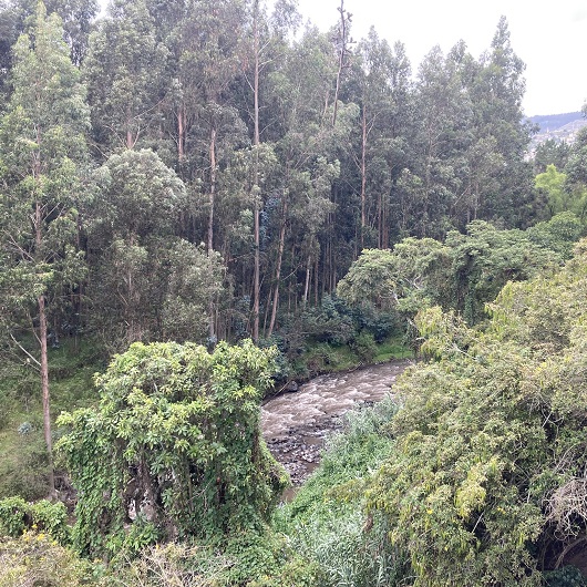 Blick in den Wald von Ambato