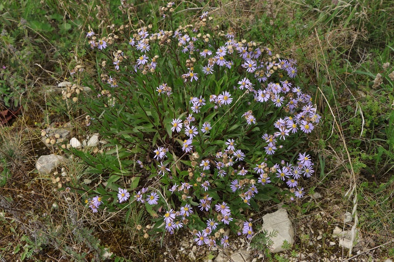 Lilla blühende Aster