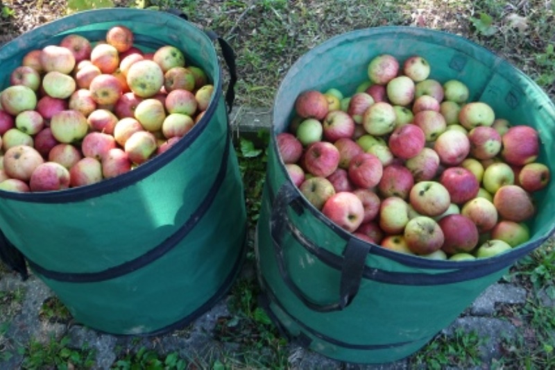 Selbstgeerntetes Streuobst aus dem heimischen Garten.