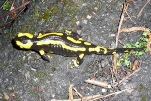 Feuersalamander