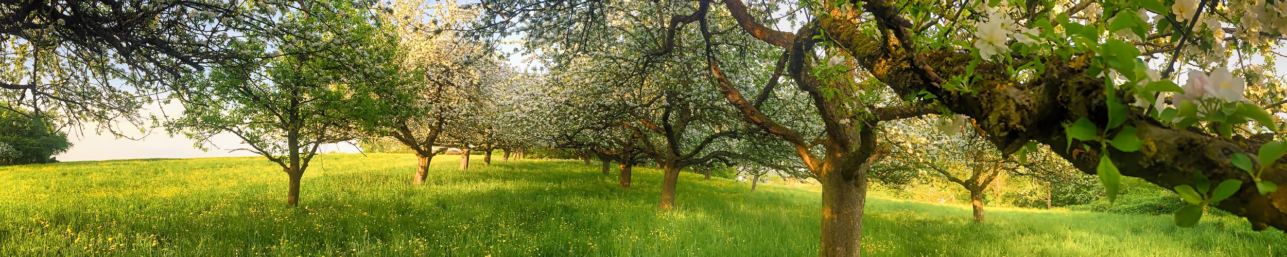 Obstbaumwiese